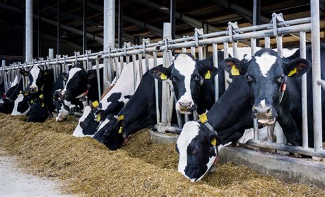 Factory-Farmed Cows: What Happens to Cattle on Factory Farms?