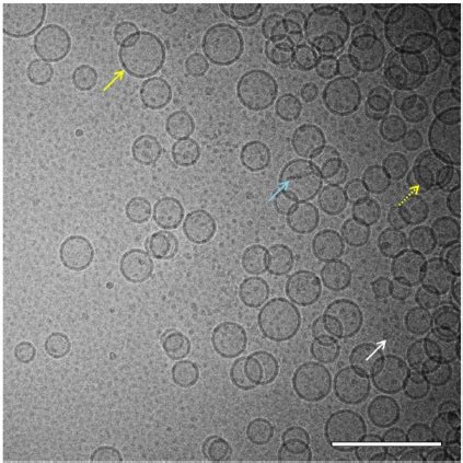 Cryo-TEM of liposomes. Cryo-TEM image of liposomes (8 mg/mL... | Download Scientific Diagram