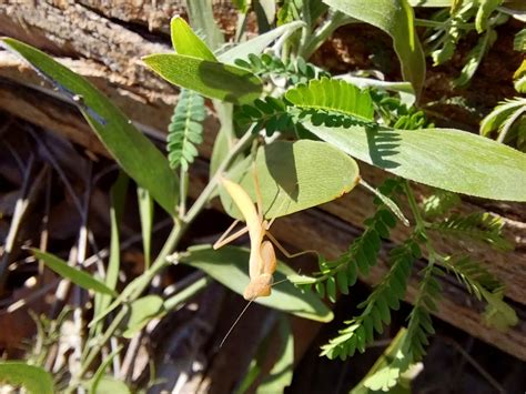 South African Mantis from Cape Town, South Africa on July 20, 2022 at ...