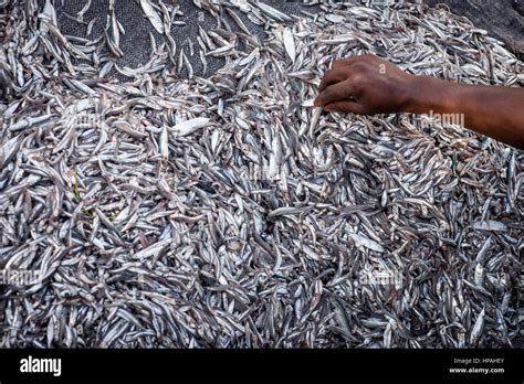 People prepare anchovies, locally called Dagaa, for drying at Mkokotoni village, Zanzibar. Local ...