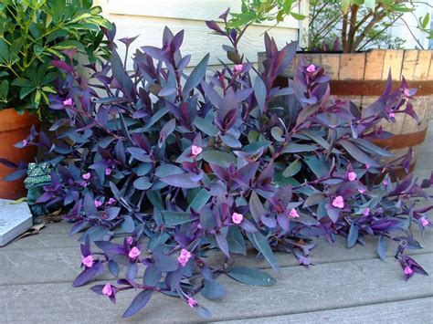 Tradescantia pallida (Wandering Jew) is an evergreen, perennial plant up to 18 inches (45 cm ...