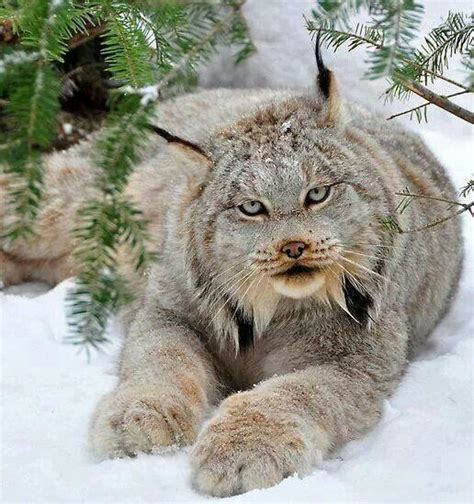 Lynx. Often mistaken for a bobcat, but notice the long tuff on the ears ...