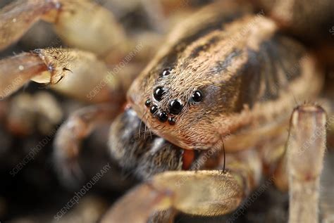 Wandering spider - Stock Image - C014/9803 - Science Photo Library