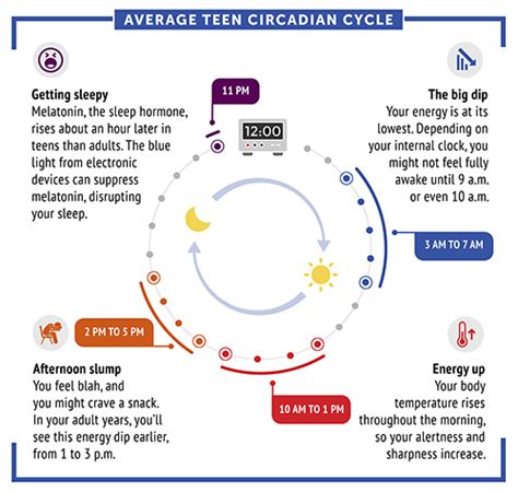 Circadian Rhythms