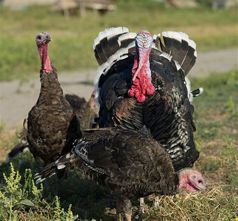 60+ Gobbling Turkey Stock Photos, Pictures & Royalty-Free Images - iStock