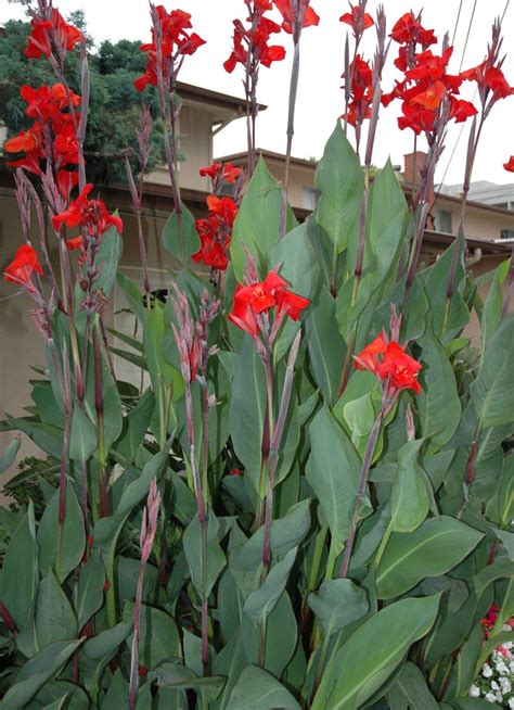 Red Canna Lily Bulbs 3 bulbs | Etsy