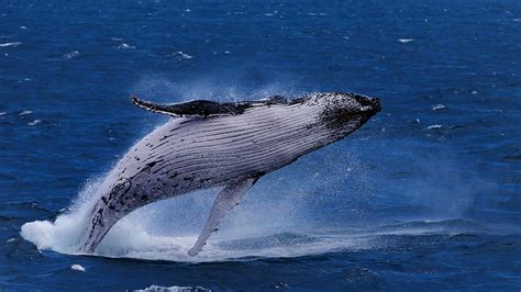 Whale-spotting: What you need to know, Great Barrier Reef | The Cairns Post