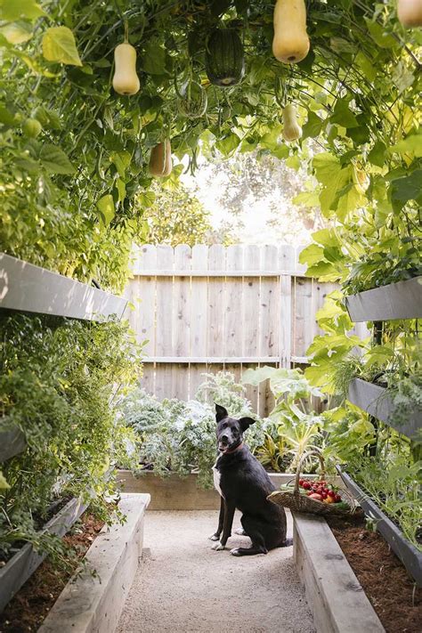 How to Build a Butternut Squash Garden Trellis | Vertical vegetable ...