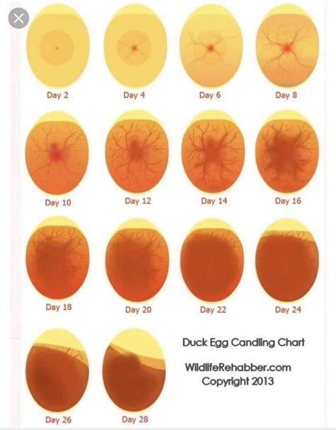 Duck egg candling chart – Artofit