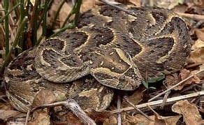 Puff Adder - Snake Facts