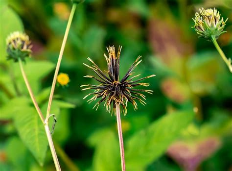 Cosmos flower seeds Photograph by Dave Hansche