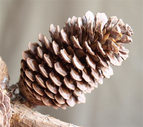 File:Pine cone 1.jpg - Wikimedia Commons