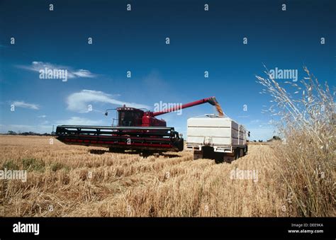 Harvesting wheat crop Stock Photo - Alamy