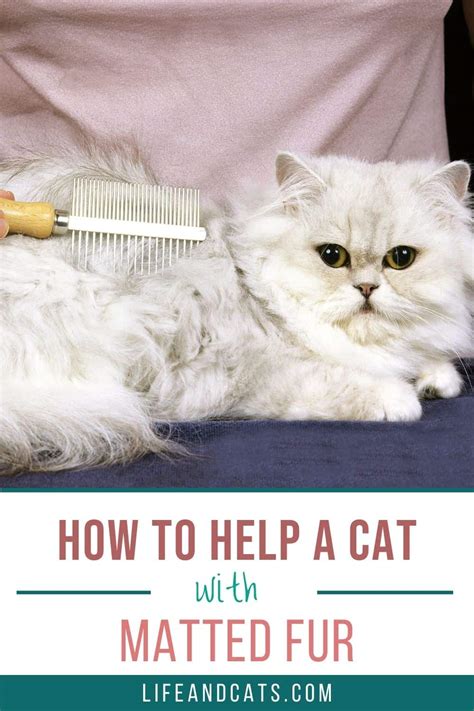 How to Help a Cat with Matted Fur