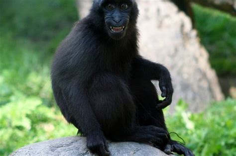 Berkenalan dengan Yaki, Monyet Hitam dari Sulawesi Utara - Bobo