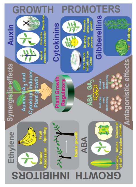 Abscisic Acid (ABA) (Stress Phyto Hormone) - Natural Plant Growth Regulators (PGRs) - Discovery ...