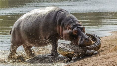 Hippopotamus attacked a crocodile Battle of the hippo and crocodile ...