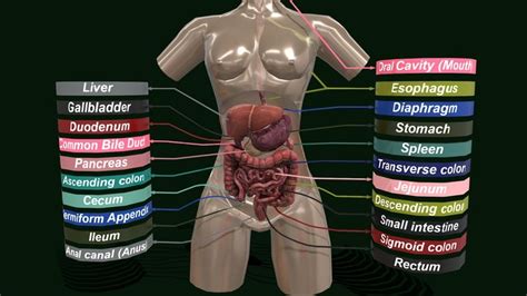 Digestive-system 3D models - Sketchfab