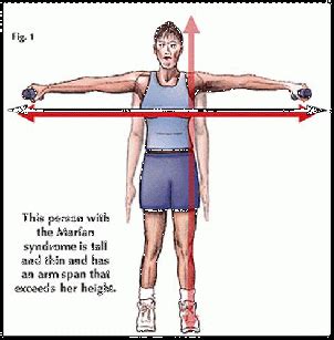 Height VS. Arm Span - Leonardo's Model Bodies Benchmark