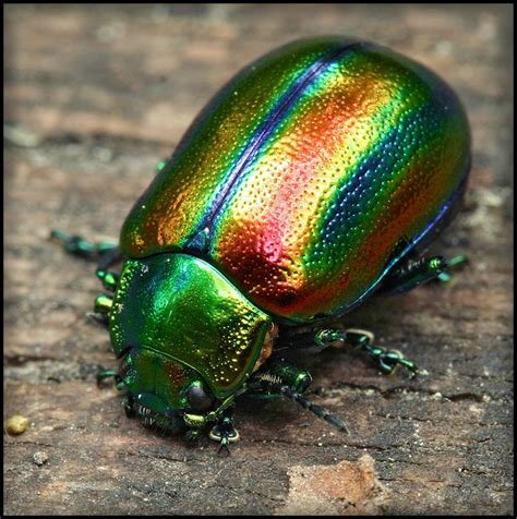 TrekNature | Rainbow or beetle Photo | Beautiful bugs, Beetle insect ...