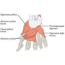 Thenar muscles - Origin, Insertion, Function, Exercise - Samarpan