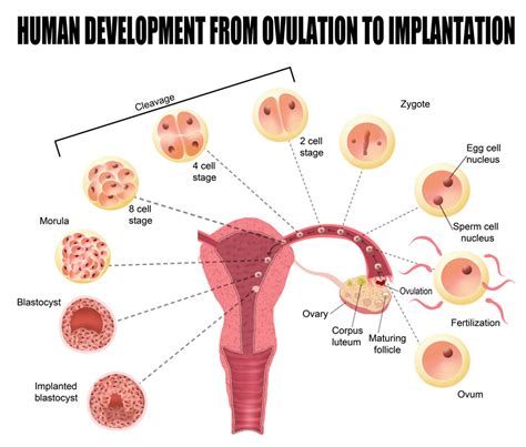 FASE LUTEA ¿Qué es y qué supone en tu Ciclo Menstrual?