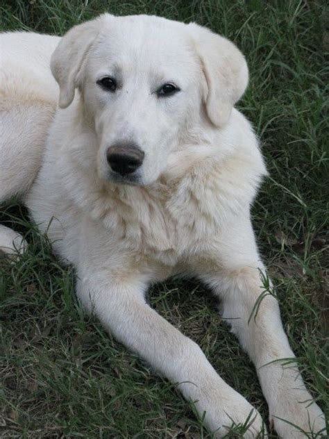 Great Pyrenees Lab Mix Temperament | Akbash dog, Great pyrenees, Great pyrenees dog