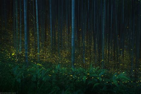 Enchanting forest lit by fireflies in Japan – Vuing.com