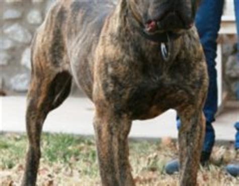 American Bandogge Mastiff ( Bulldog Mastiff Cross) Info, Temperament, Puppies, Pictures