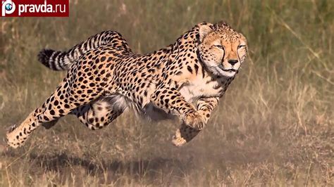 Cheetahs can be faster than Ferrari - YouTube