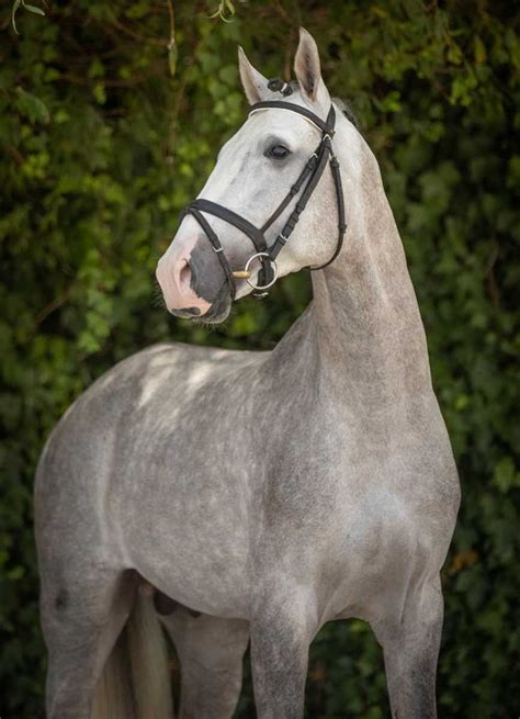 Lusitano Horses for Sale | Lusitano World | Lusitano horse, Horses ...