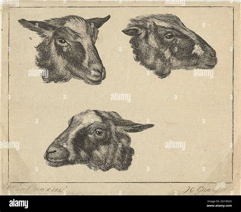 Three goat heads Stock Photo - Alamy