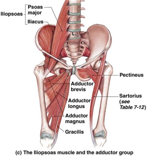 Image result for pectineus iliopsoas | Muscle anatomy, Body muscle anatomy, Muscle diagram