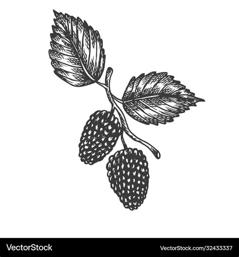 Mulberry hand drawn sketch fruit Royalty Free Vector Image