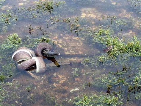 [PICS/VID] 10-Foot-Long Python Devours A Crocodile In An Epic 5-Hour Battle