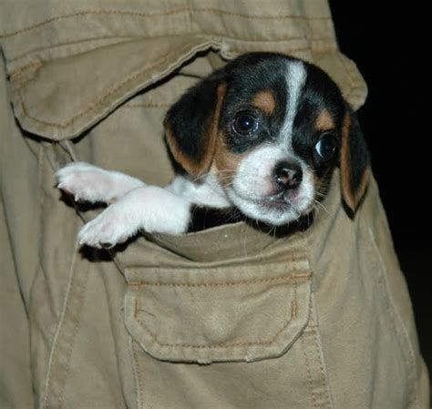 Beagle Puppies Pictures | Dog Breeds Index