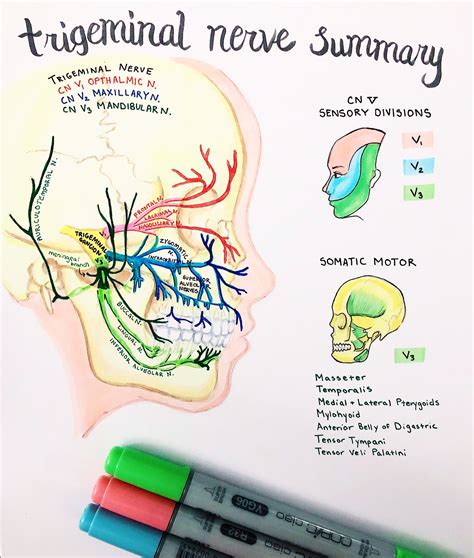 Trigeminal Nerve – Ariella Studies