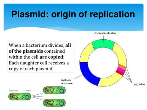 PPT - Bacterial transformation PowerPoint Presentation, free download ...