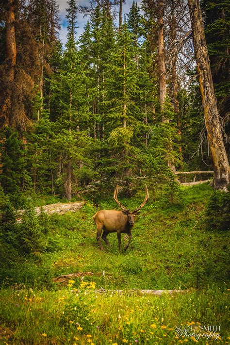 Elk in the Wild No 2 | Rocky Mountain National Park | Scott Smith Photography