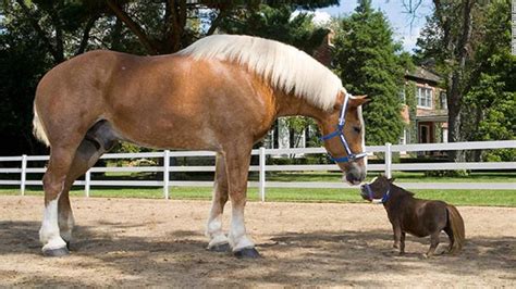 Falabella Shire Horse / Norfolk Shire Horse Centre welcomes new arrival ...