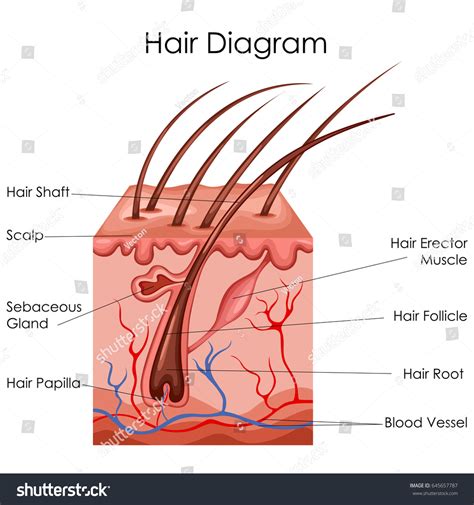 1,595 Hair Follicle Diagram Images, Stock Photos & Vectors | Shutterstock