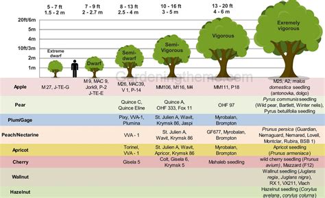 How to Choose a Rootstock for a Fruit Tree | Gardeningtheme.com