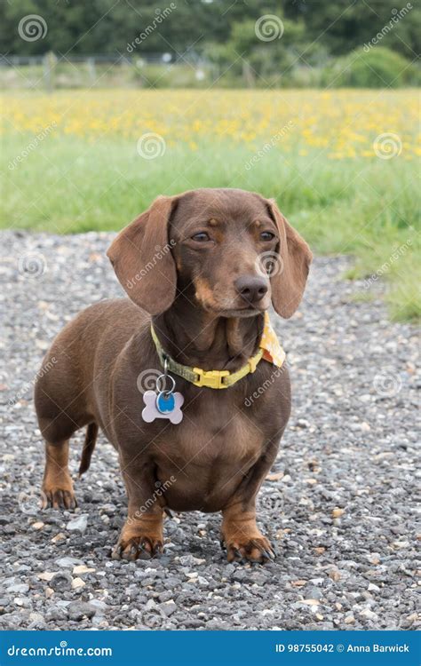 Chocolate and Tan Miniature Dachshund in Field Stock Photo - Image of happy, space: 98755042