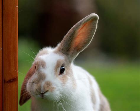 Rabbit White And Brown Rabbit Looking At Camera Bunny Image Free Photo