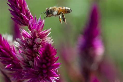 Free evening event at MSU will shine a spotlight on the issues facing pollinators and some ...