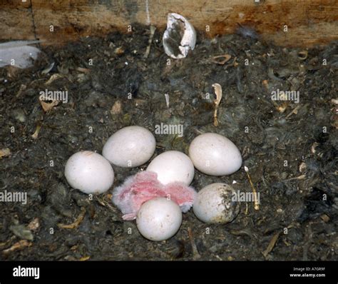 Owl Eggs Hatching