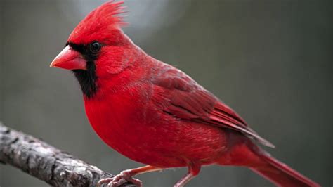 Northern Cardinal Bird Song/Sound. - YouTube