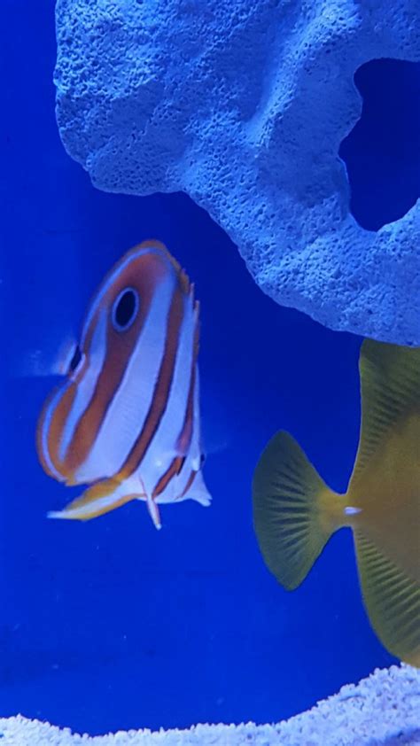 Copperband Butterfly fish REEF SAFE? | Reef2Reef