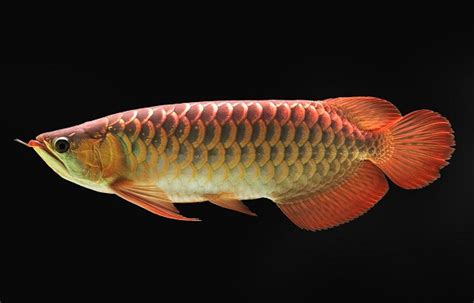 Asian Arowana Fish Care Guide And Breeding