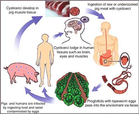 Taenia Solium Life Cycle Stages | Images and Photos finder